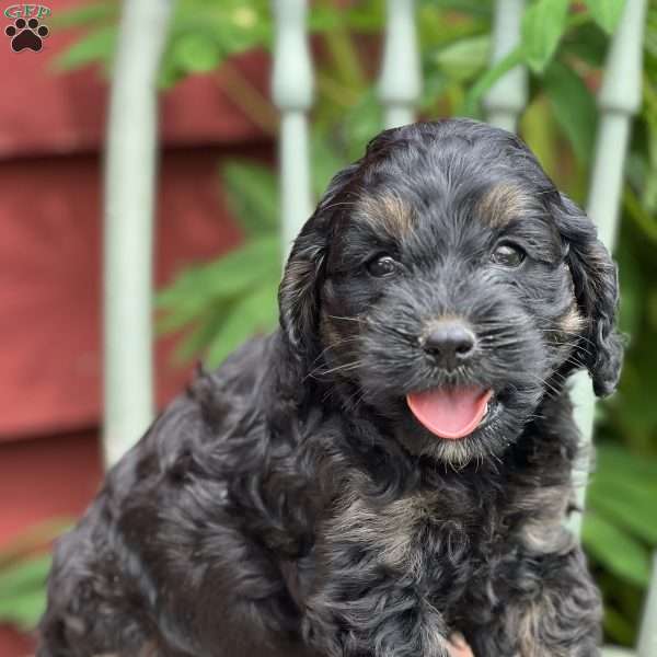 Collie, Cockapoo Puppy